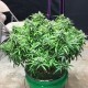 Auto Diesel Ryder feminised Ganja Seeds - 2 насінини