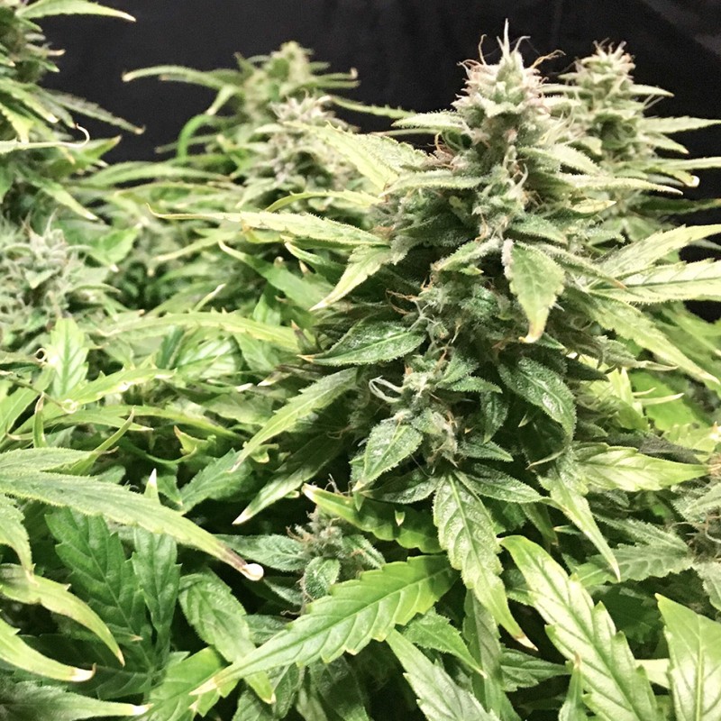 Auto Diesel Ryder feminised Ganja Seeds - 2 насінини