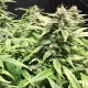 Auto Diesel Ryder feminised Ganja Seeds - 2 насінини