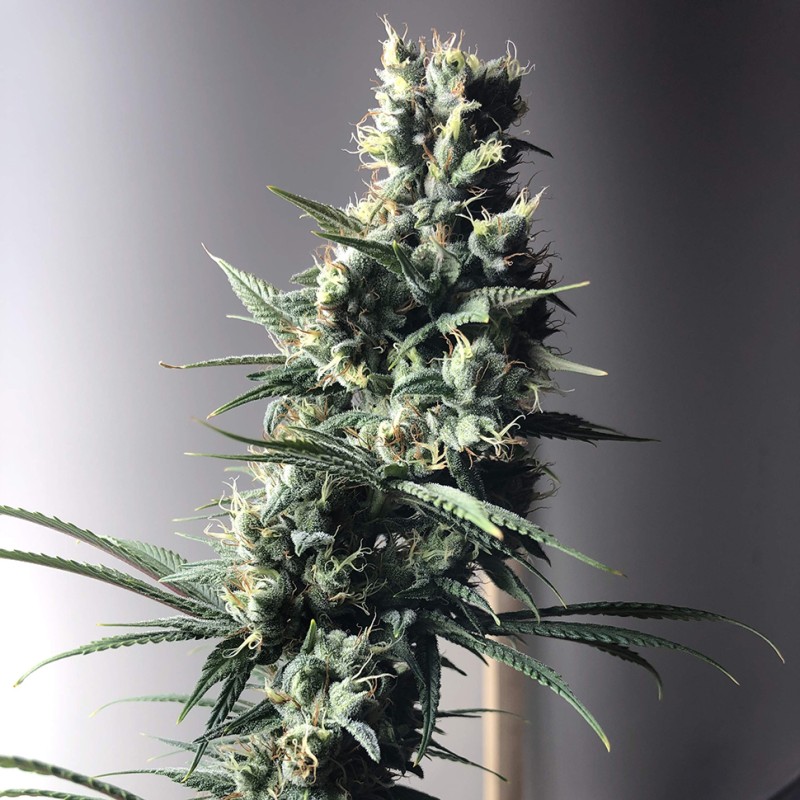 Auto Diesel Ryder feminised Ganja Seeds - 2 насінини