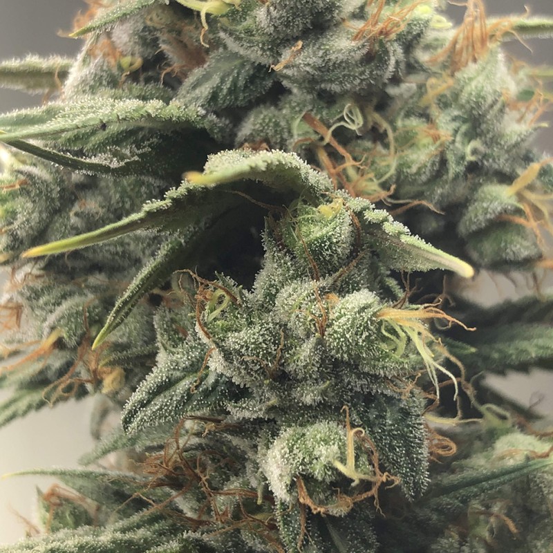 Auto Diesel Ryder feminised Ganja Seeds - 2 насінини