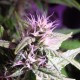 Auto Diesel Ryder feminised Ganja Seeds - 2 насінини