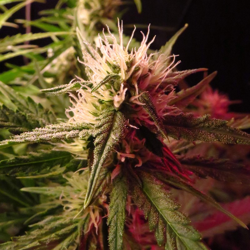 Auto Diesel Ryder feminised Ganja Seeds - 2 насінини
