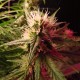 Auto Diesel Ryder feminised Ganja Seeds - 2 насінини