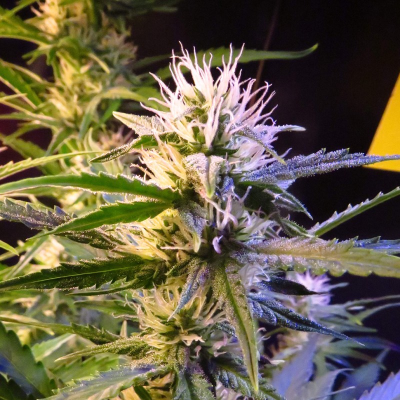 Auto Diesel Ryder feminised Ganja Seeds - 2 насінини