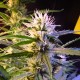 Auto Diesel Ryder feminised Ganja Seeds - 2 насінини
