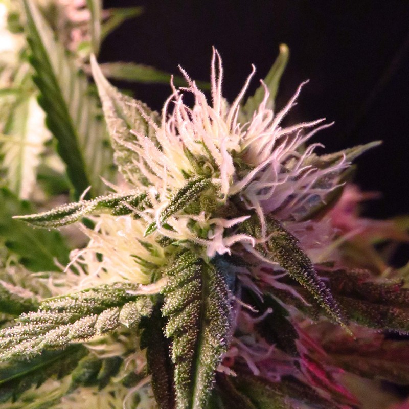 Auto Diesel Ryder feminised Ganja Seeds - 2 насінини