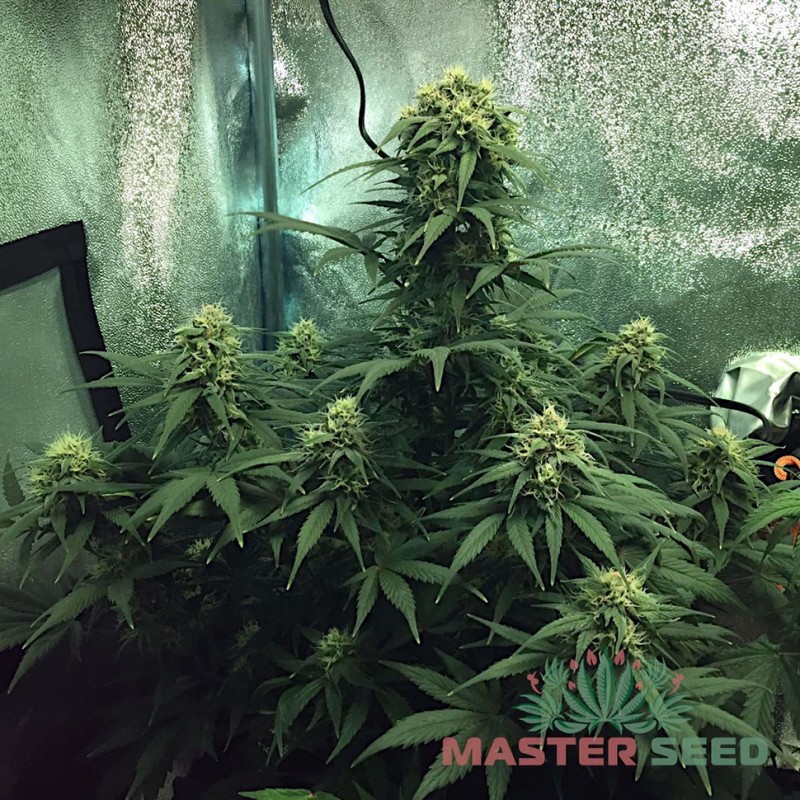 Auto Cheese feminised Master Seed