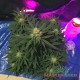 Auto Cheese feminised Master Seed