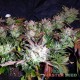 Auto Cheese feminised Master Seed