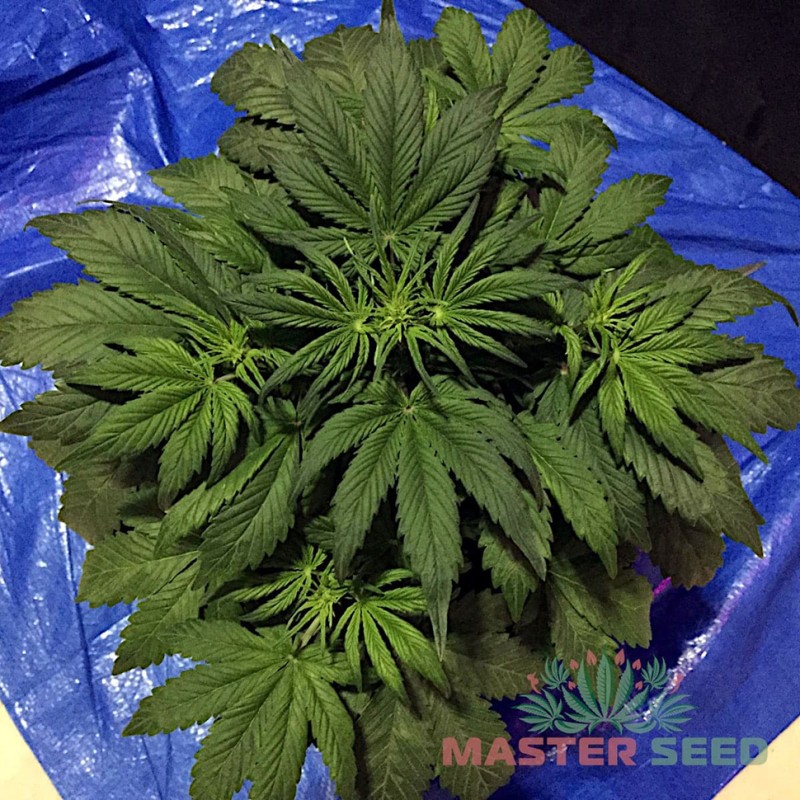 Auto Cheese feminised Master Seed