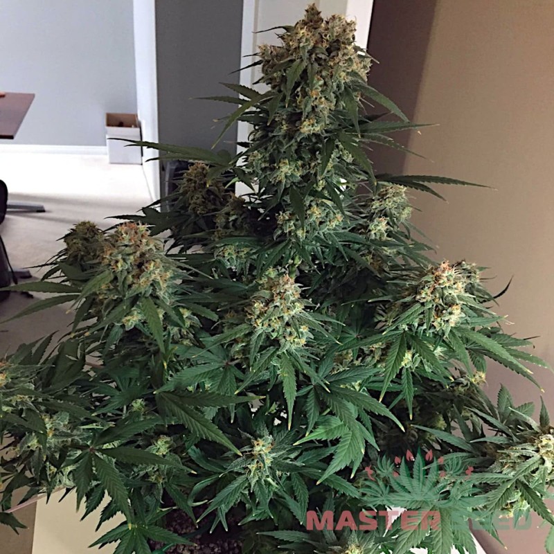 Auto Cheese feminised Master Seed