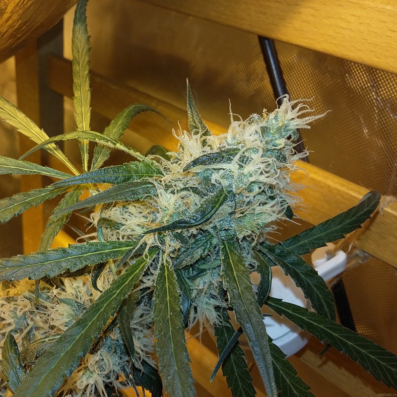 Ultra Power Plant feminised Victory Seeds