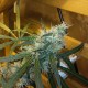 Ultra Power Plant feminised Victory Seeds