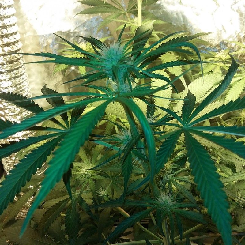 Ultra Power Plant feminised Victory Seeds