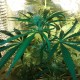 Ultra Power Plant feminised Victory Seeds