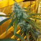 Ultra Power Plant feminised Victory Seeds