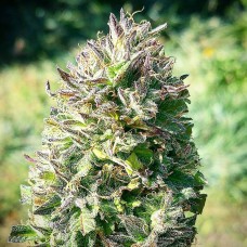 Super Silver feminised Ganja Seeds