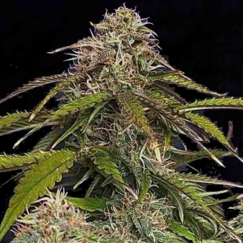Auto Gorilla Glue CBD feminised Ganja Seeds