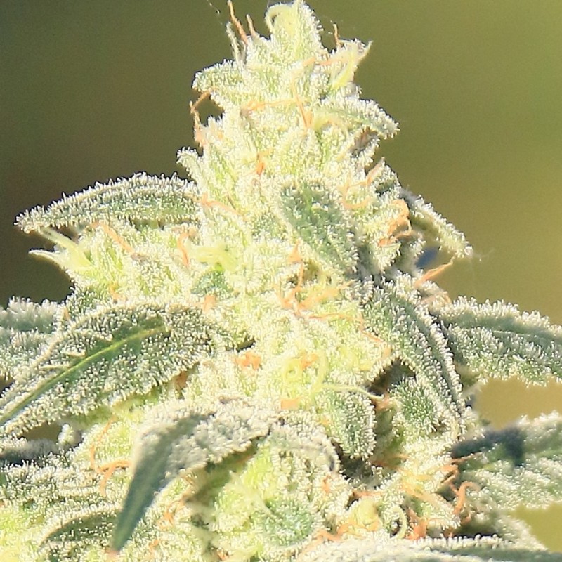 Auto Gorilla Glue CBD feminised Ganja Seeds