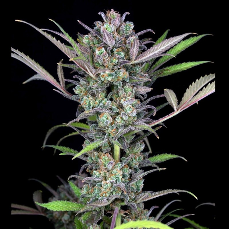 Auto Gorilla Glue CBD feminised Ganja Seeds