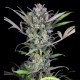 Auto Gorilla Glue CBD feminised Ganja Seeds