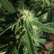 Auto Haze feminised Ganja Seeds - 477 насінин