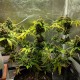 Black Domina feminised Ganja Seeds