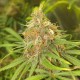 Black Domina feminised Ganja Seeds