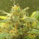 Black Domina feminised Ganja Seeds