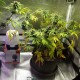 Black Domina feminised Ganja Seeds
