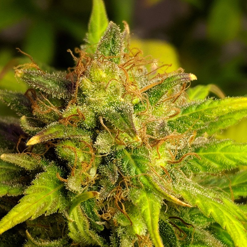 Black Domina feminised Ganja Seeds