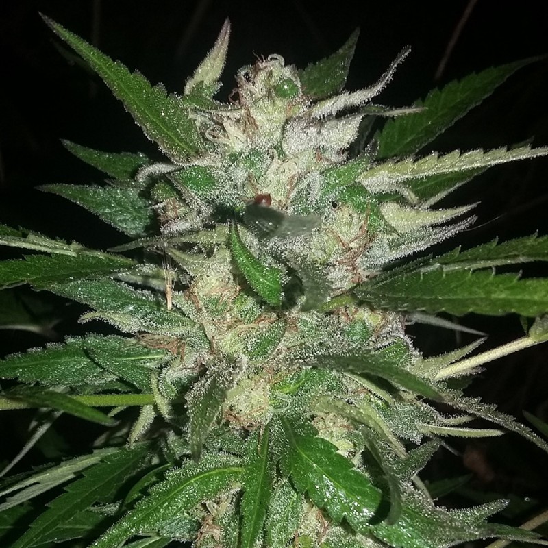 Auto Moscow feminised Ganja Seeds - 4 насінини