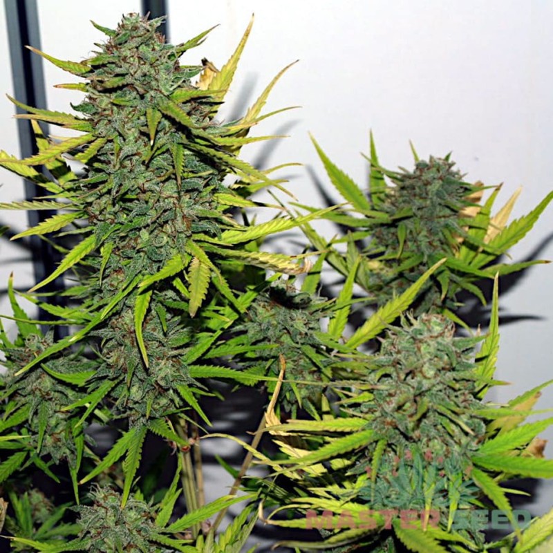 Auto Critical feminised Master Seed