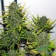 Auto Critical feminised Master Seed