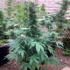 Auto Critical feminised Master Seed