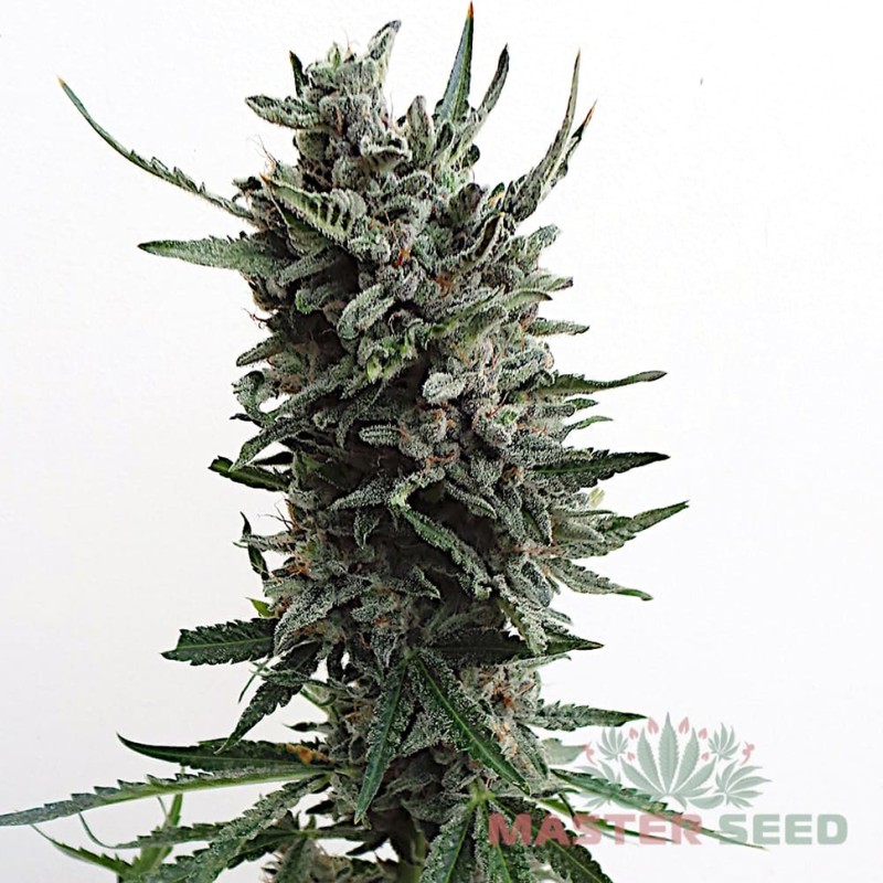 Auto Critical feminised Master Seed