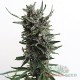 Auto Critical feminised Master Seed