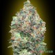Auto Critical feminised Master Seed