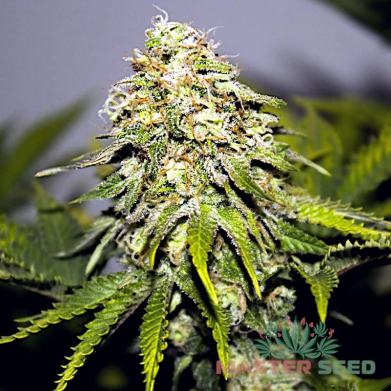 Auto Critical feminised Master Seed