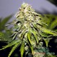 Auto Critical feminised Master Seed