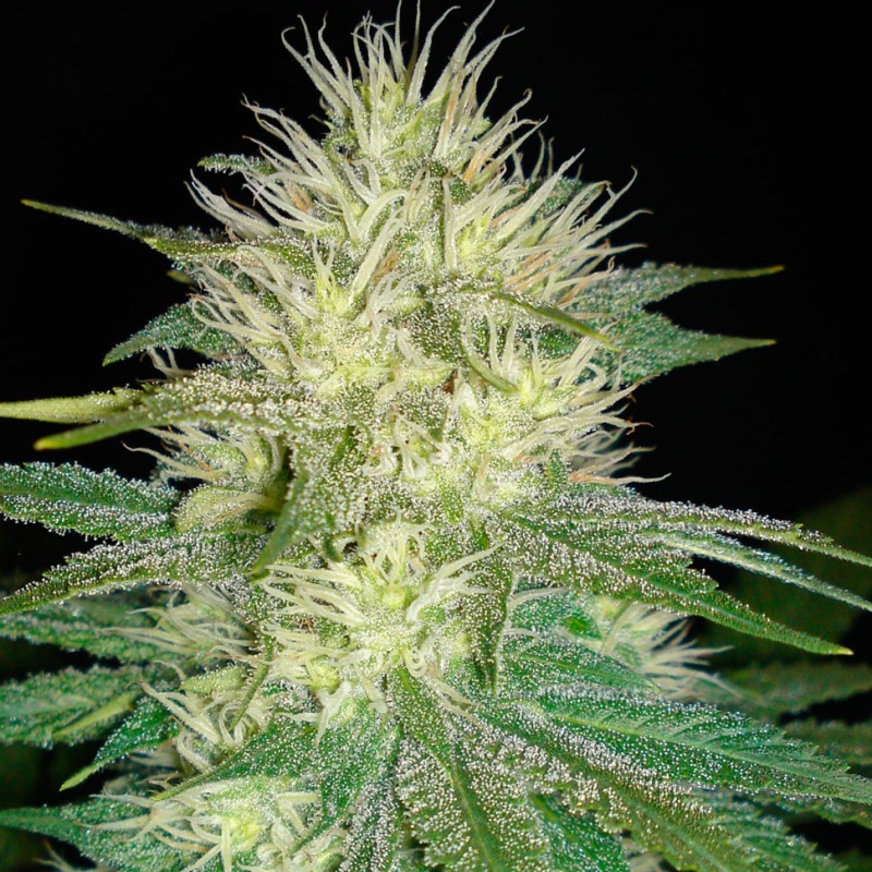 White Russian XXL feminised Victory Seeds - 5 насінин