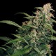 Tangerine feminised Ganja Seeds