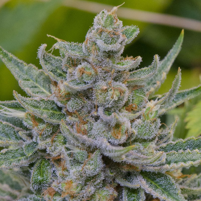 Tangerine feminised Ganja Seeds