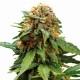 Tangerine feminised Ganja Seeds