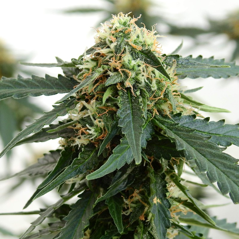 Tangerine feminised Ganja Seeds