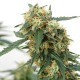 Tangerine feminised Ganja Seeds