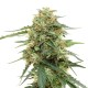 Tangerine feminised Ganja Seeds