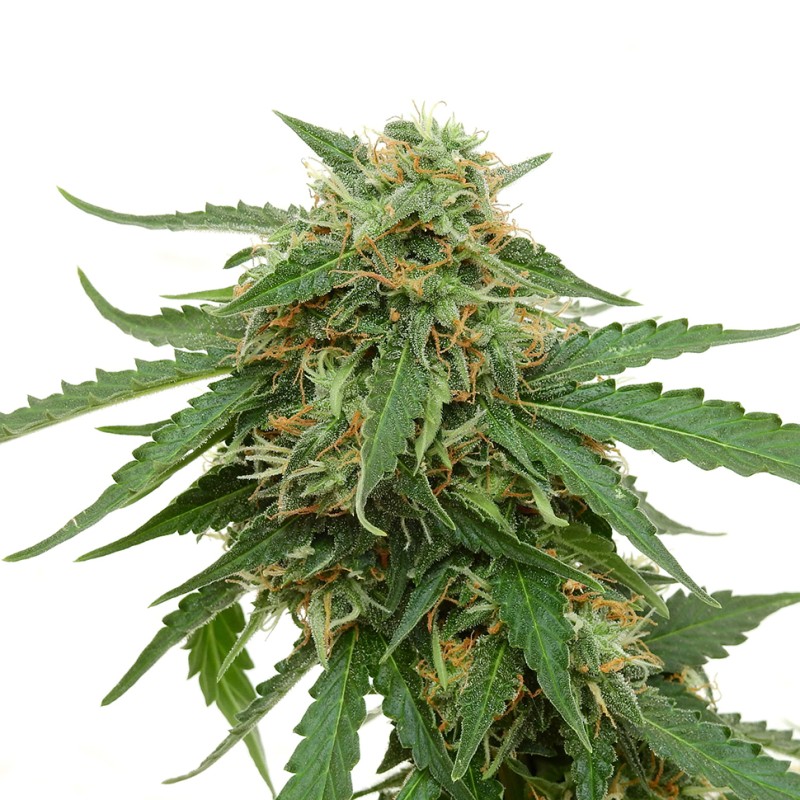 Tangerine feminised Ganja Seeds