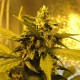 Tangerine feminised Ganja Seeds